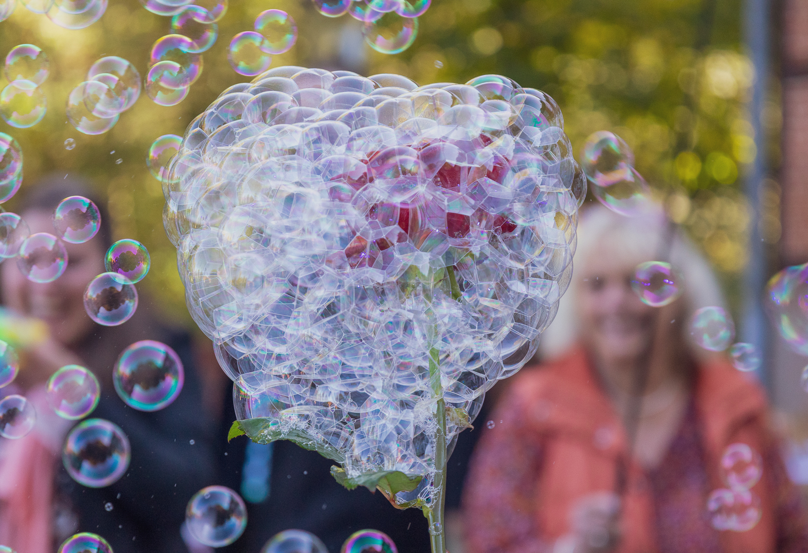 Rose mit Seifenblasen